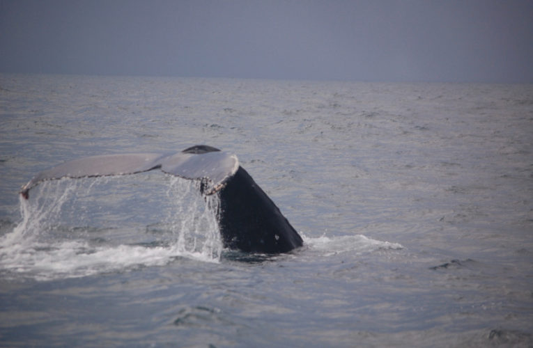 Edmonton: A glimpse of hope? CBD and PTSD.