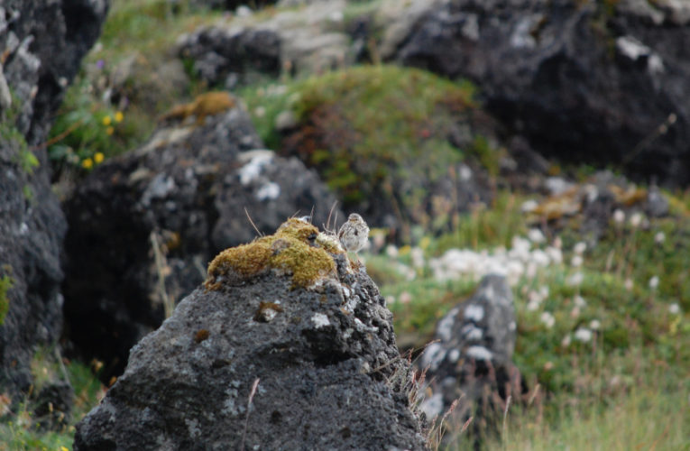 Edmonton: Post-school holidays re-set. PTSD self-scan.