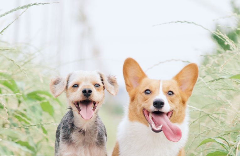 Preventing Home Dog Fights in Edmonton